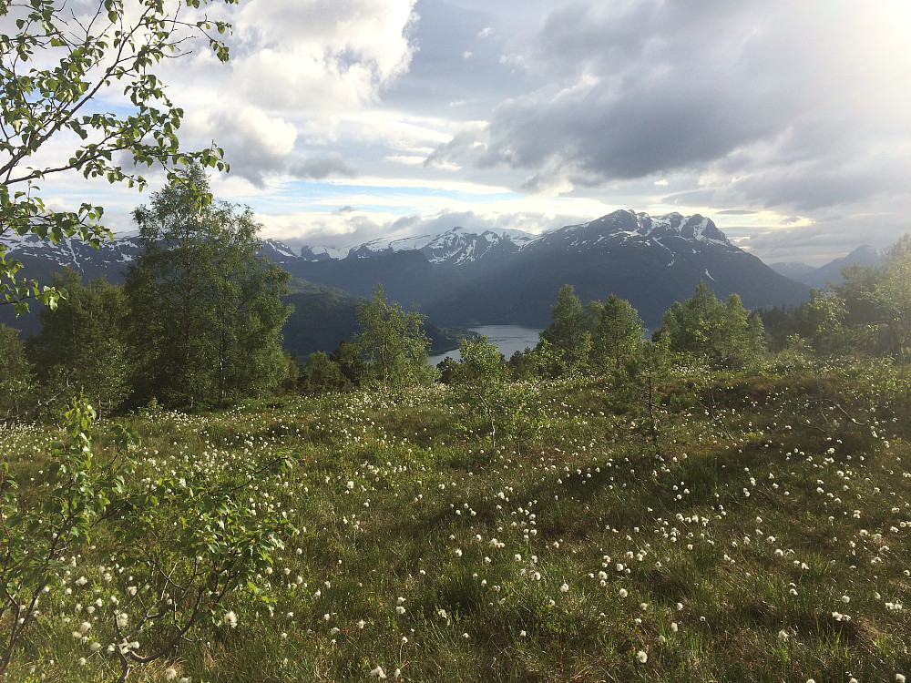 Vakker Myrull