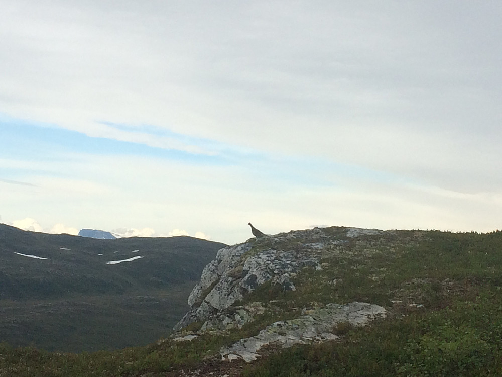 Kom brått på Rype med to små nøster som var ute og tråkket. Trakk meg forsiktig bort mens mor og far forsøkte å lede meg på ville veier :-)