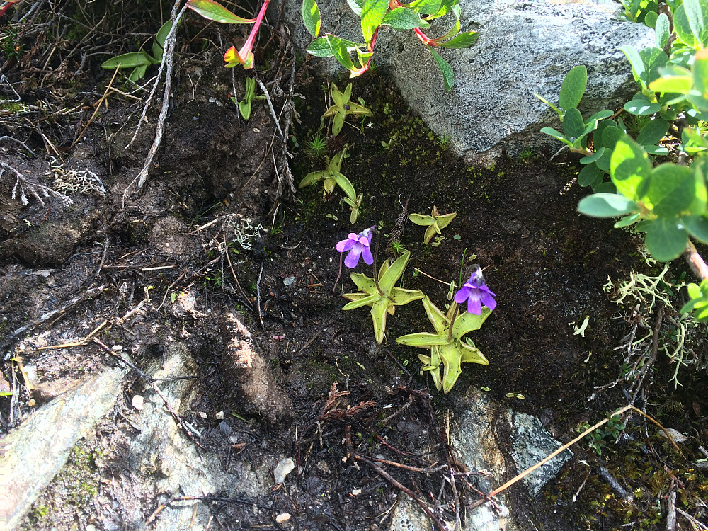 nydelig liten blomst