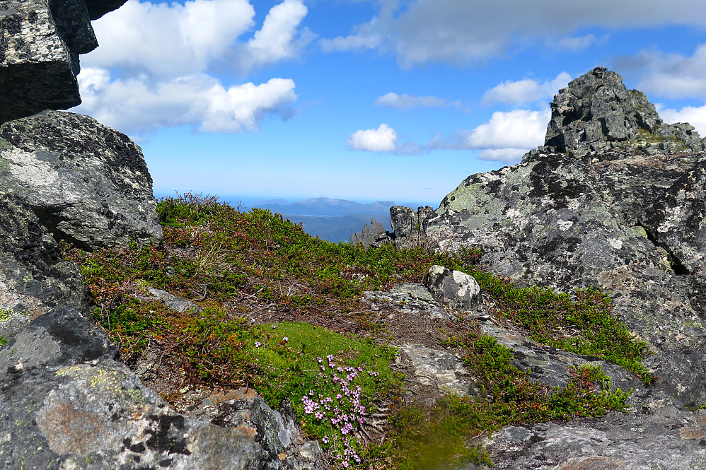 Flott liten nisteplass på Urfjellet mot Haramstopper