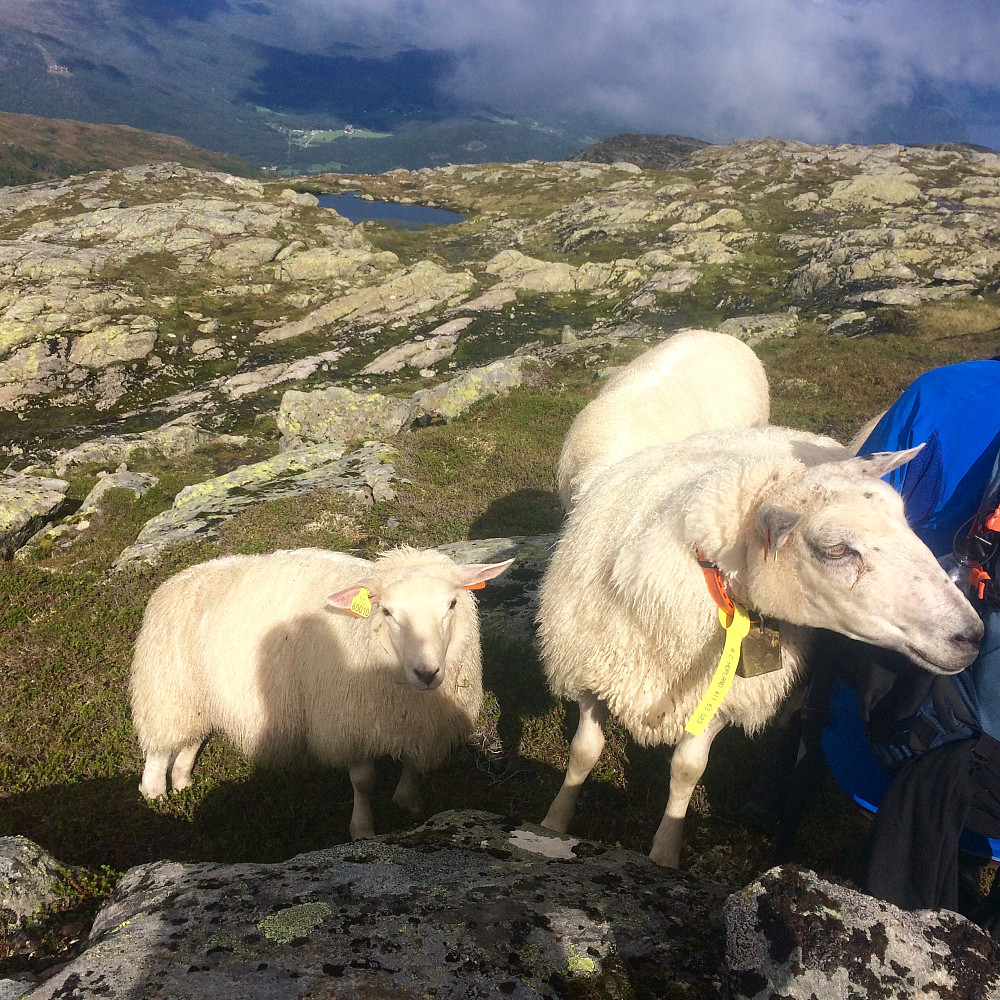 Innpåsliten sau, sjølvsagt fra Hopland ;-)