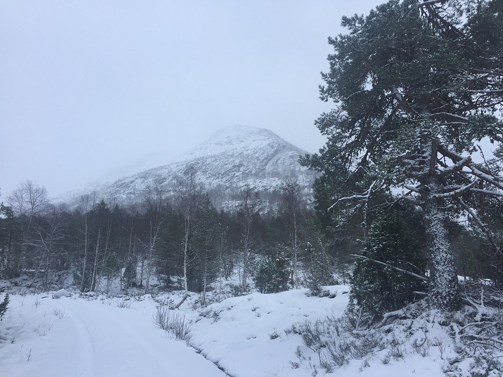 Lotsbergnibba fikk ligge i fred fra meg i dag i blåsten 