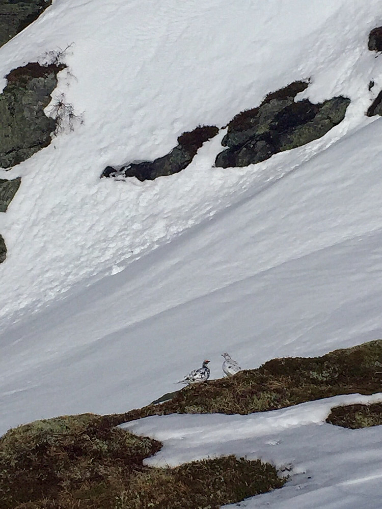 Fjellrypepar