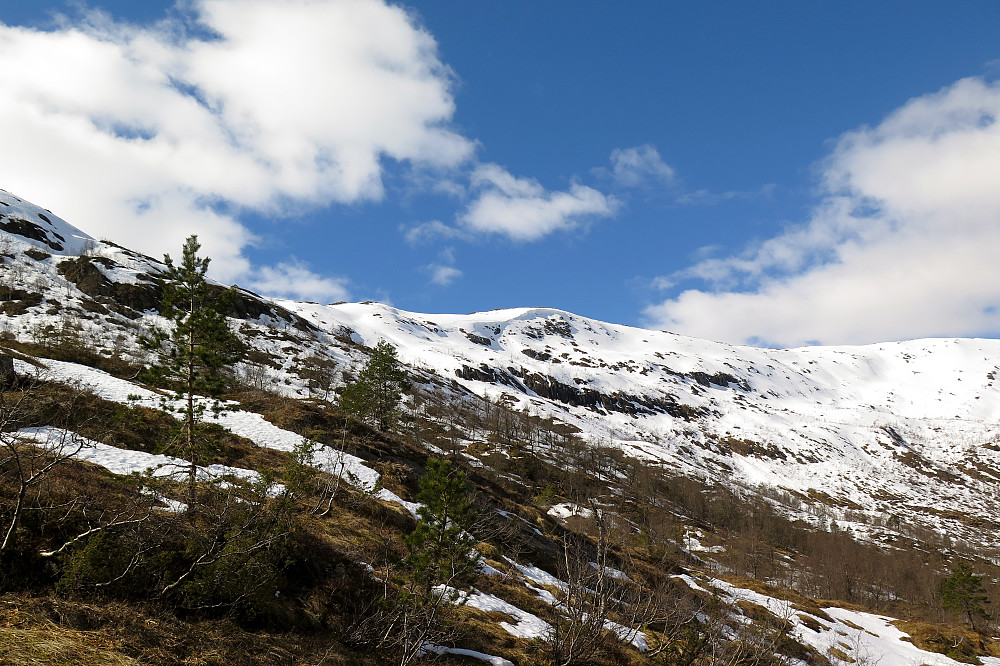 jeg øyner endelig en mulighet til å snart ta på skia. Gikk opp på selve ryggen ca midt i bildet etter noe knoting med skia i bratt terreng