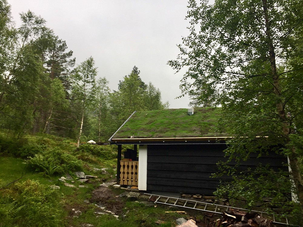 Spennende å se torvtaket som har spiret veldig bra spesielt på vestsida av taket