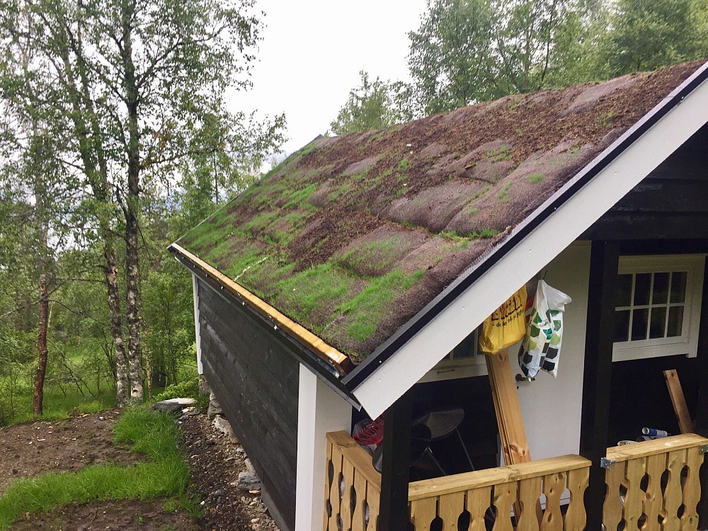 Spennende å se torvtaket som har spiret veldig bra. Ikke så mye på østsida, men det kommer seg nok