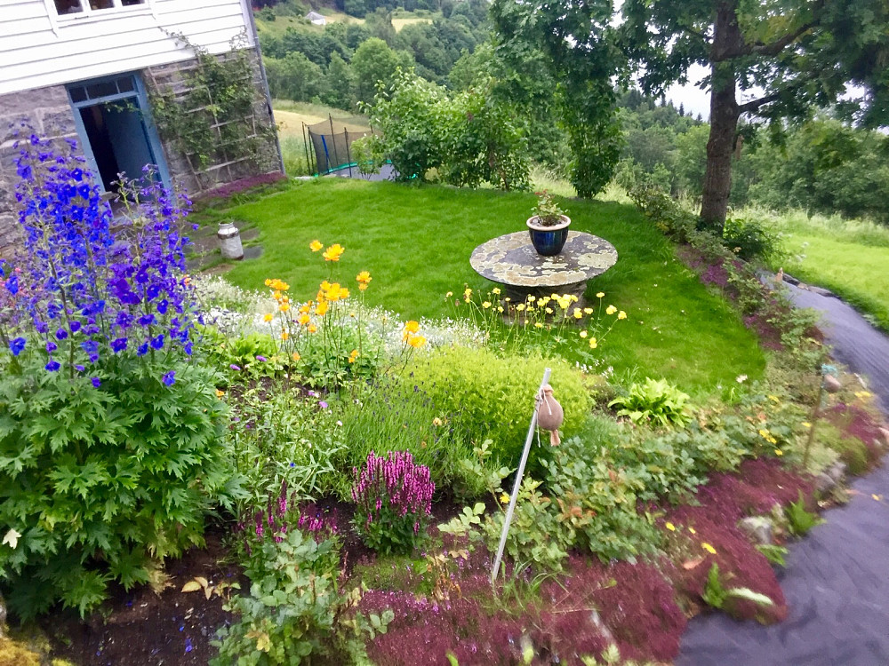 Kan konstatere, som jeg fryktet, at i løpet av tre uker ferie har hjorten kost seg og ete opp alle knoppene på de 30 rosebuskene rundt hagen ! Vel, bortsett fra 1 stk knopp...