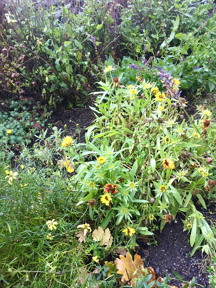 Forvirra stauder i bedet. En av solhattene blant flere som plutselig blomstrer litt igjen ;-)