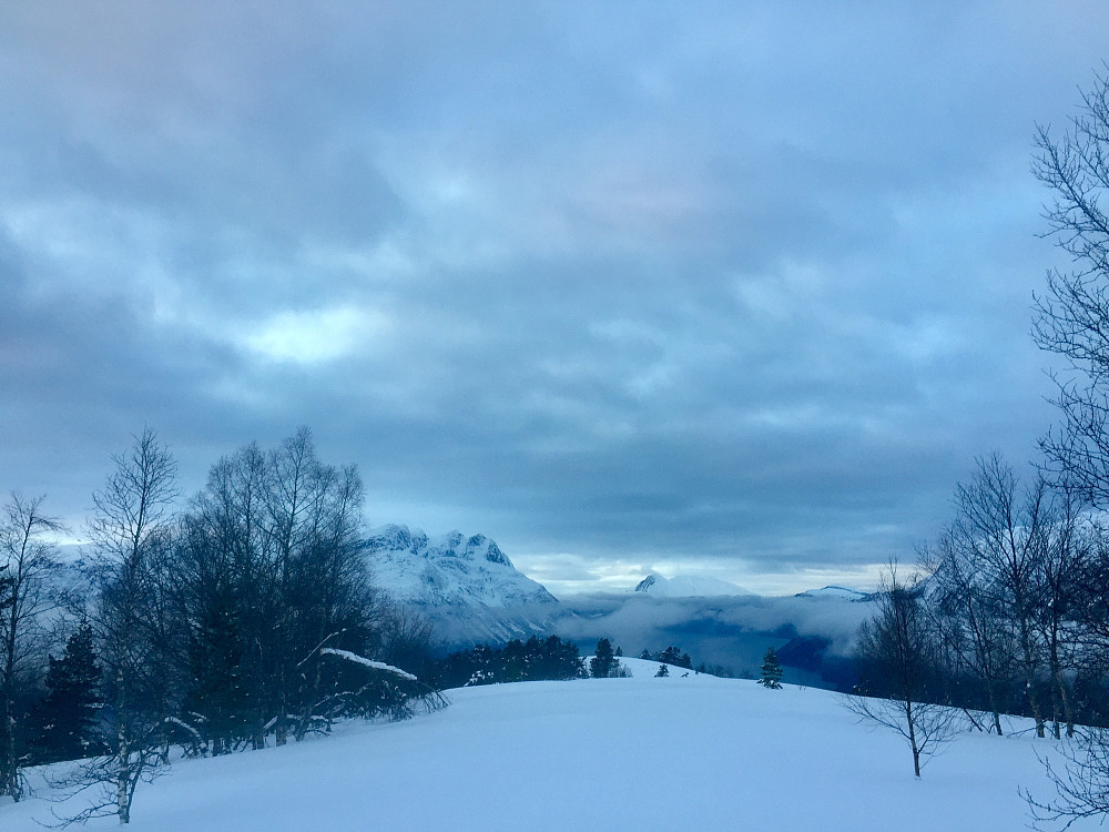 Mistelen 