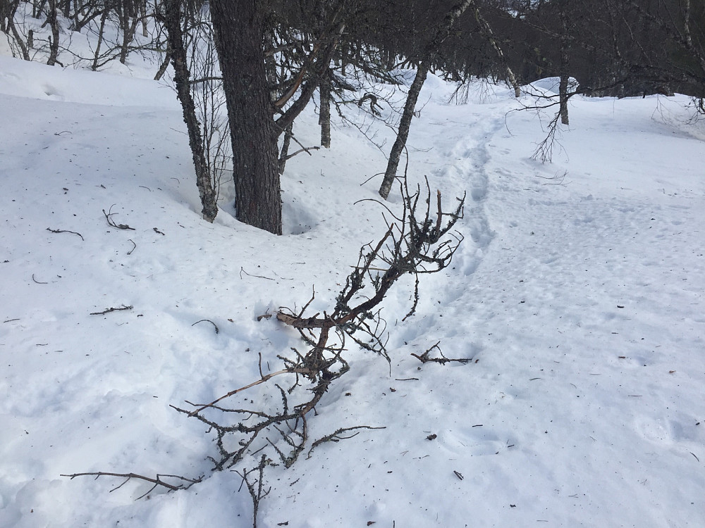 Denne var falt ned på stien etter at jeg hadde passert, ikke alltid en fordel å være i skogen når vinden rusker...