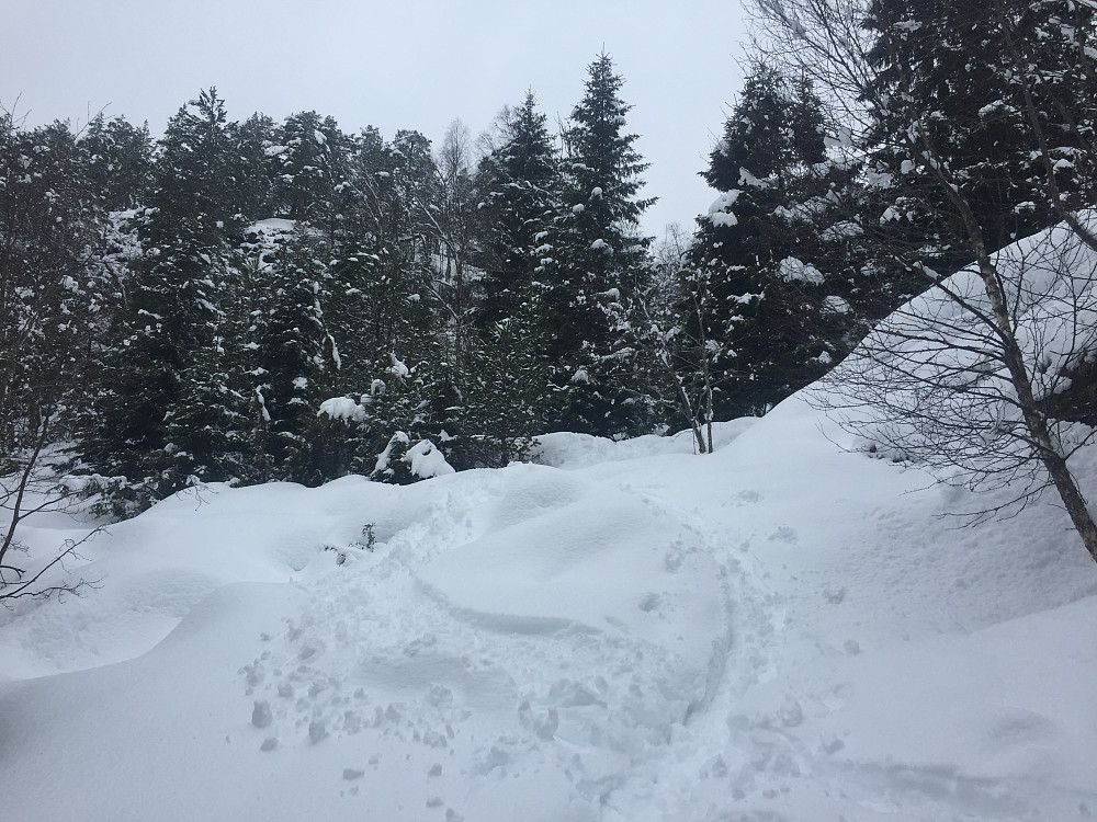 Kjekk skogskjøring fra Ljøskaret. Endelig så mye snø her at det var greit å renne.