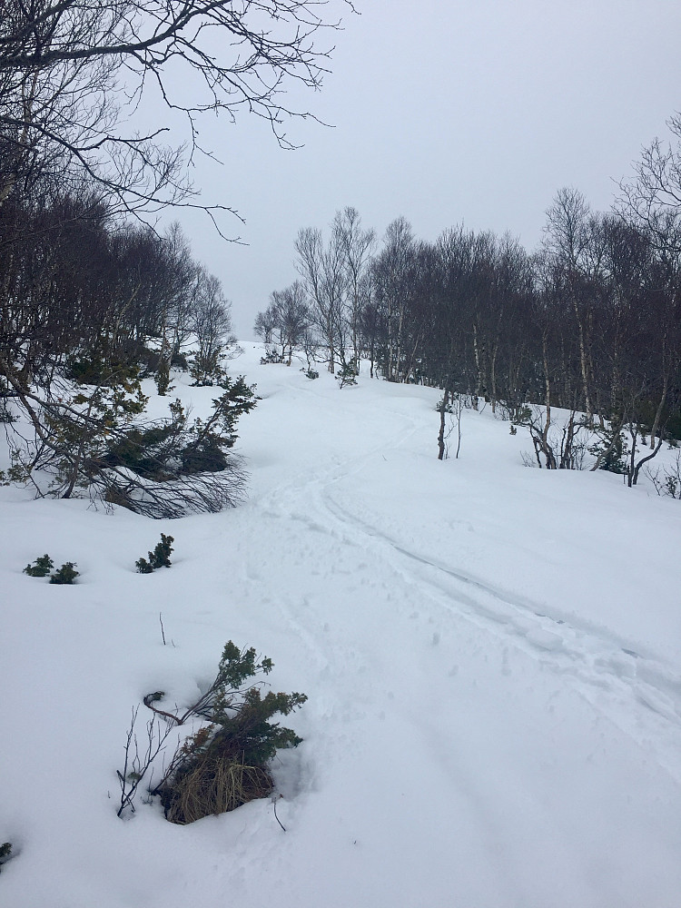 Litt av den minst utfordrende returen gjennom skogen
