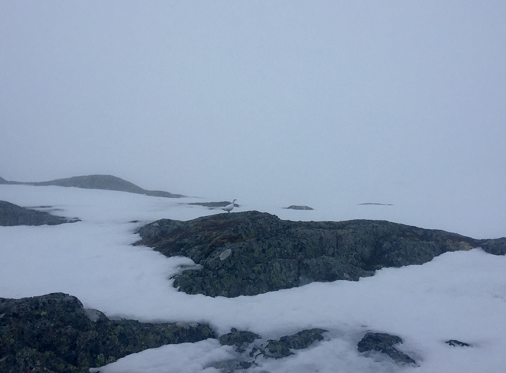 Bare to ryper på fjellet i dag.... ;-)