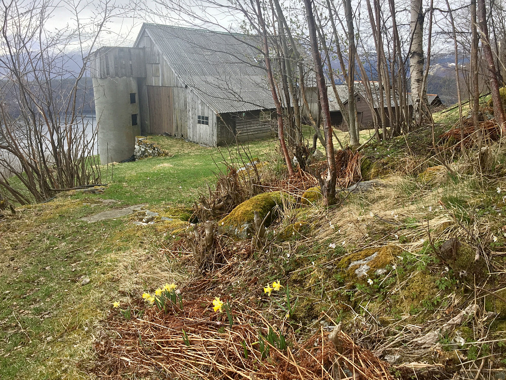 Vårflora på Indre Åsane