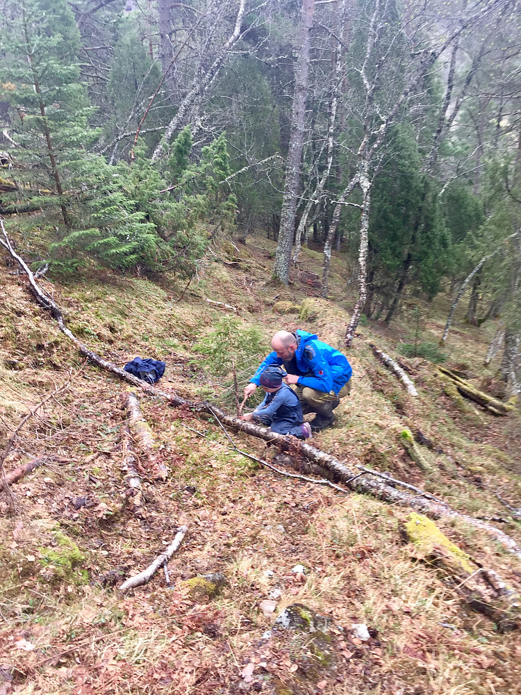 Saging av smågran er viktig!