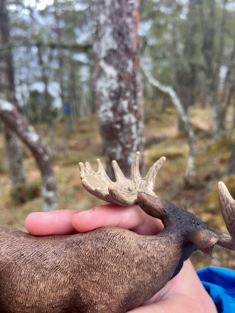 Iklje ofte man ser elg i disse skogene :-)