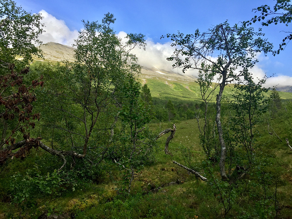 Skodda ligger fortsatt rundt toppen, men kan tydelig se ruta mi, fulgte snøfeltene og videre en bekk nedover som førte meg via mye interessant vegetasjon etter hvert ned til brua og stien