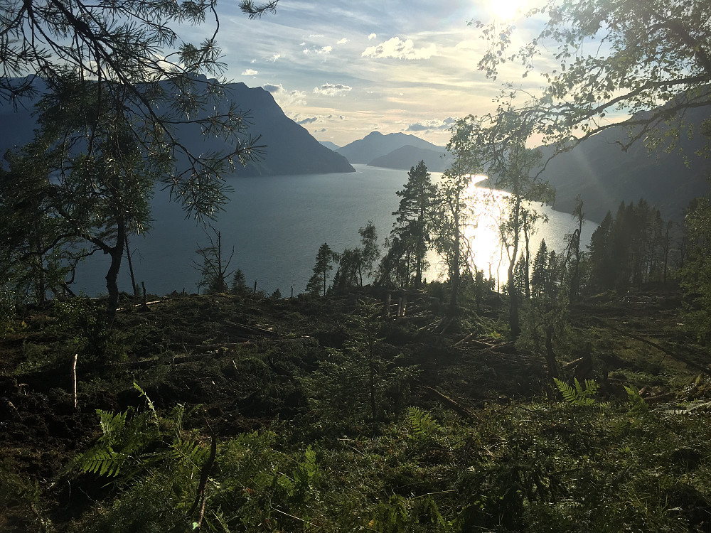 Utsikt til øvre del av hogstfeltet fra litt nedom Ljøskarhaugen 