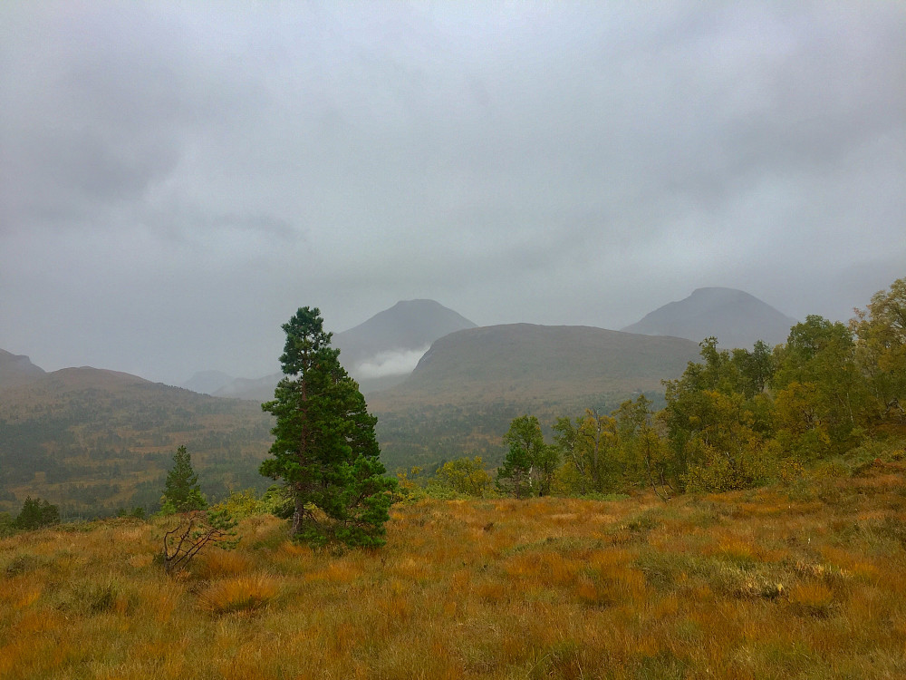 Oppover mot toppen med det fantastiske navnet Bolleberget :-) Bakom stikker Blåfjellet opp samt Kvitnykjen og 