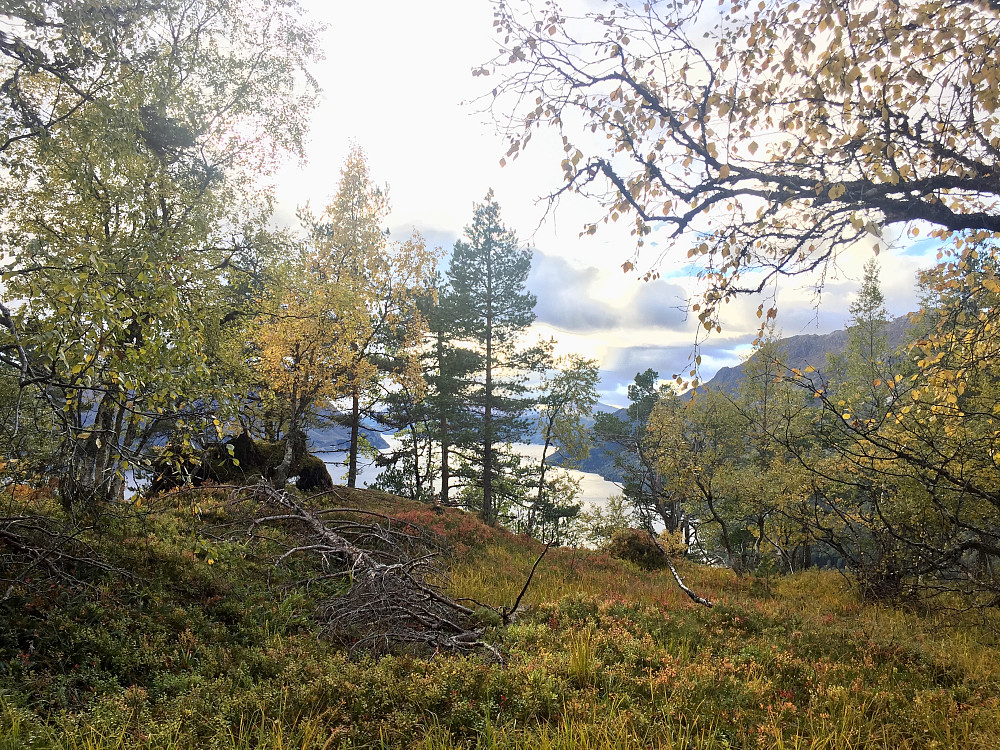Ljøskarhaugen