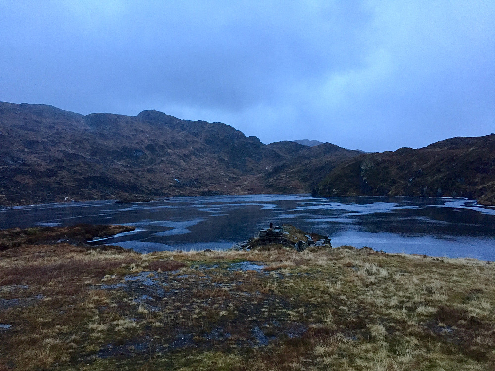 Grisesurt ved Fossevatnet