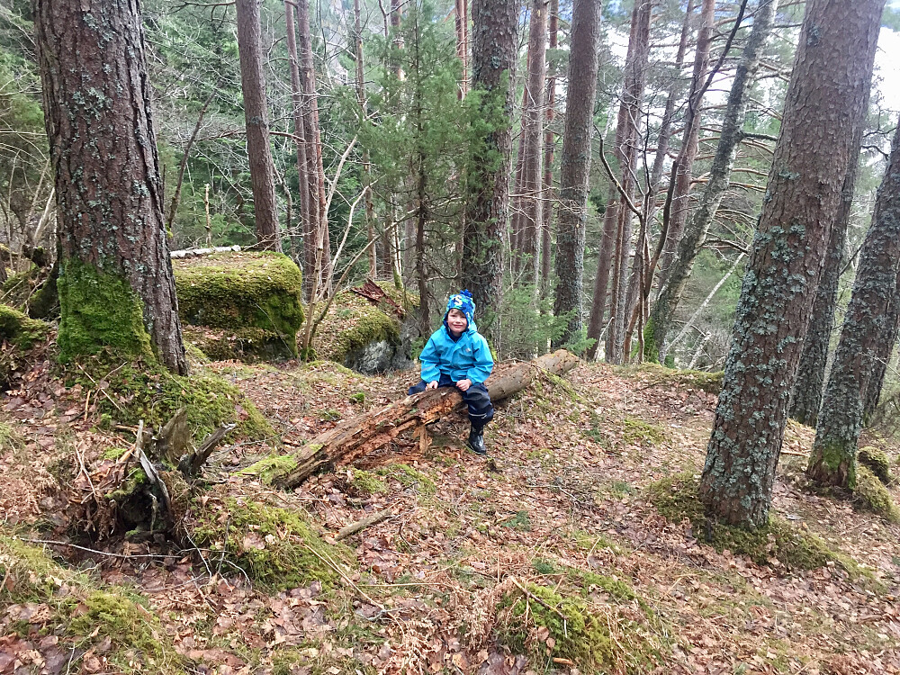 På vei oppover skogen mot Bøhogane