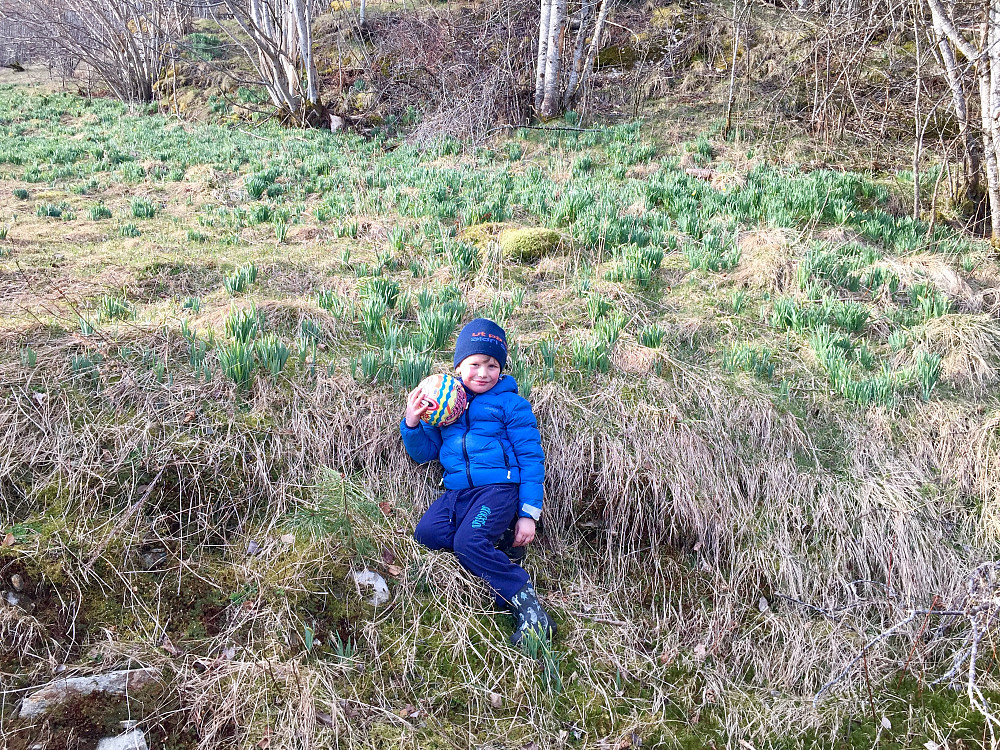 Resultatet når man bor i bratte bakker - fant igjen ballen 200 hm nede i Hagen hvor vi har en åker av påskeliljer 
