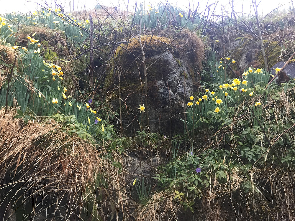 Like før påskeliljer slår ut i full blomst :-)
