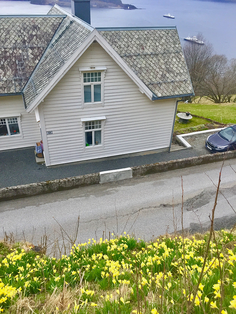 Nydelige blomstrende påskeliljer !