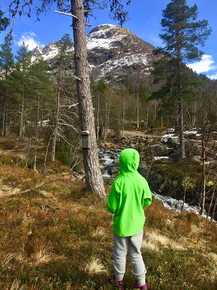 Kikker på fuglekasser ved Støylen