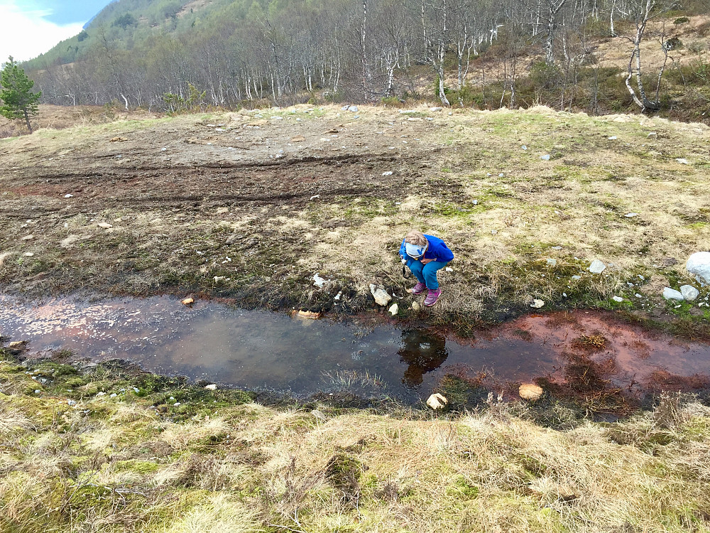Vi ser utrolig mye frosker og froskeegg