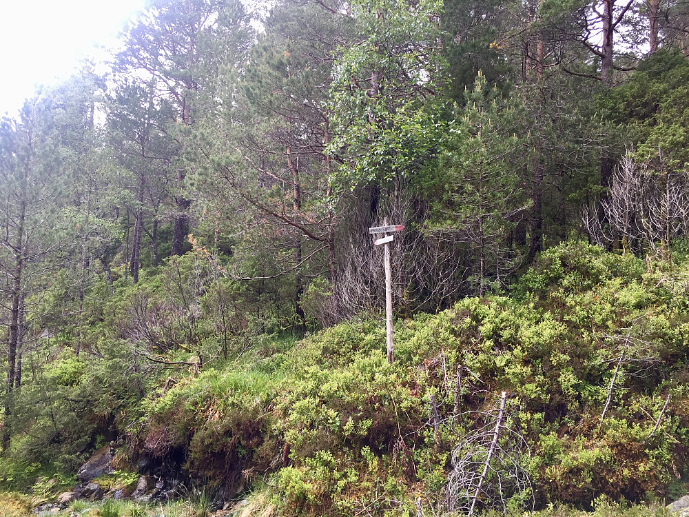 Her fant vi også turskilt merket mot Husfjellet 