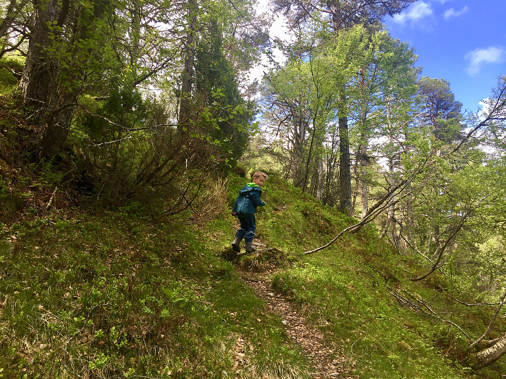 Vinjar i godt driv oppover skogen