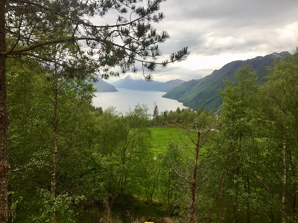 Mykje hjort på Myrane