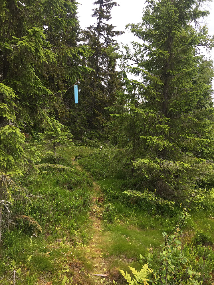 Blåmerke sti i start som jeg fulgte ca halvannen km før jeg tok av mot ryggen. Denne fører bort til den andre stien som er merket på kartet med start fra Tverrfellsætra. Det var liten vits å følge stien hele veien, sparte kanskje tre km på det, men fikk da også sikkert en god del mer sleip ur 