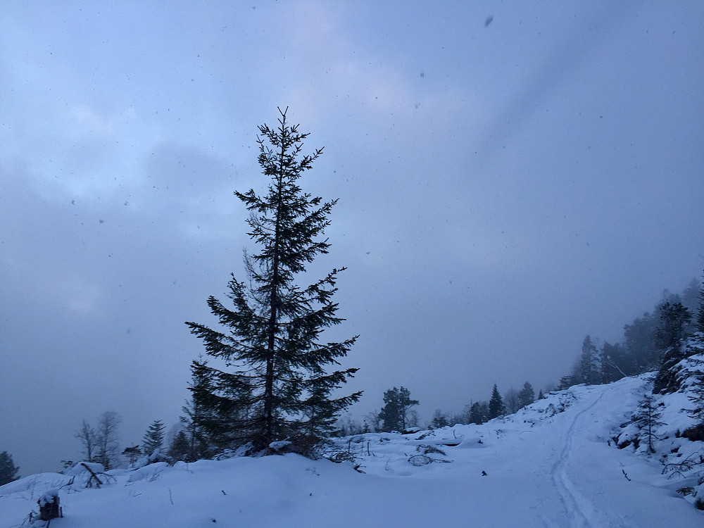 Fint å ta skia fatt hjemmefra oppover skogsfeltet og opp til gardfjøsen
