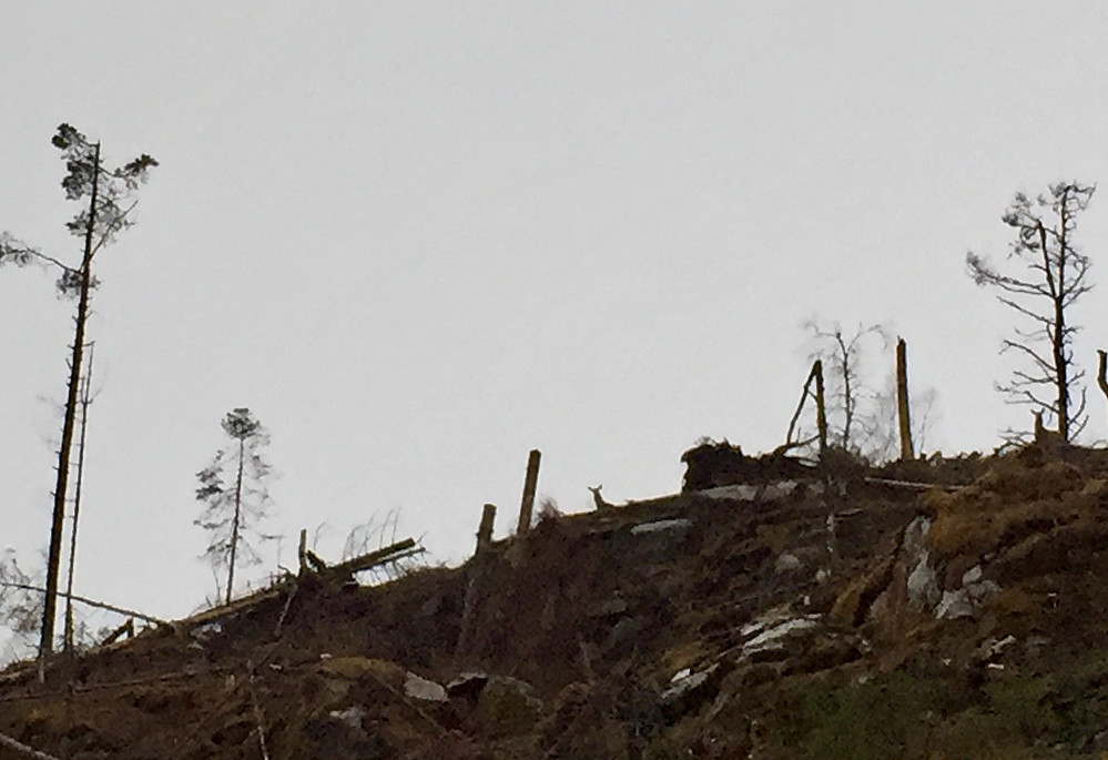 Hogstfeltet vårt og en nysgjerrig hjort, såg flere oppå høyden