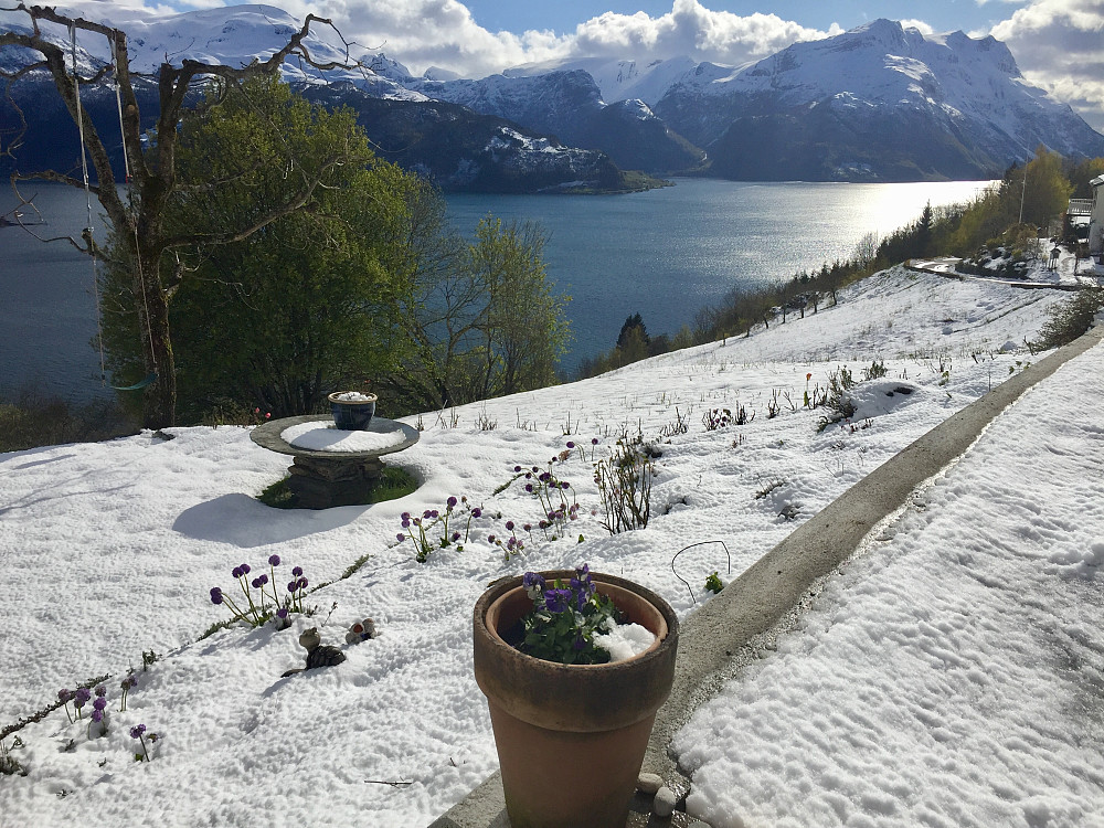 Vårstauder, innimellom snøen