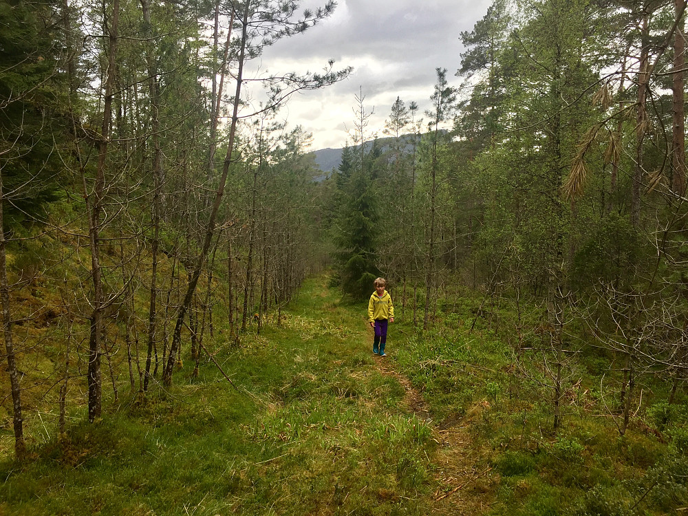 Det var utrolig kjekt at jeg fikk Vinjar med på dagens 3. tur. En lett og grei tur på etterhvert gjengrodd traktorvei store deler av turen, før det blir et smalt tråkk siste ca 500 meterne til toppen.