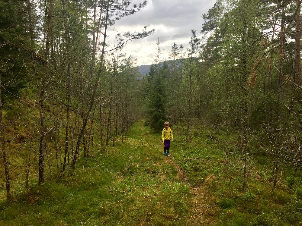 Det var utrolig kjekt at jeg fikk Vinjar med på dagens 3. tur. En lett og grei tur på etterhvert gjengrodd traktorvei store deler av turen, før det blir et smalt tråkk siste ca 500 meterne til toppen. 