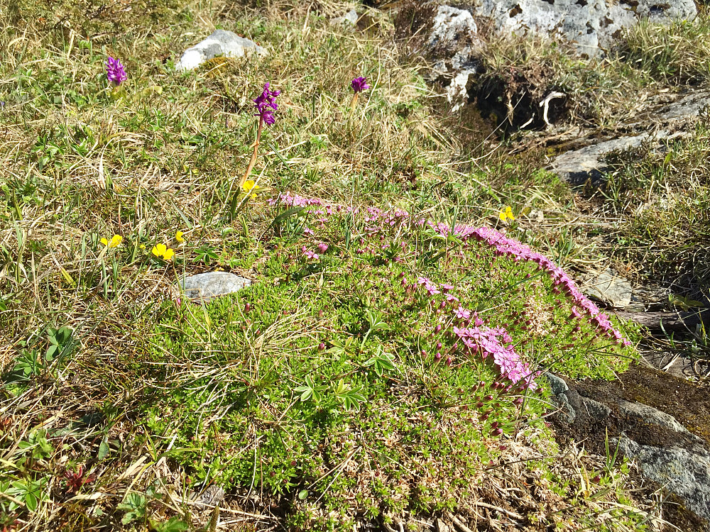  Flott fjell/kystfauna. Mange av mine favoritter