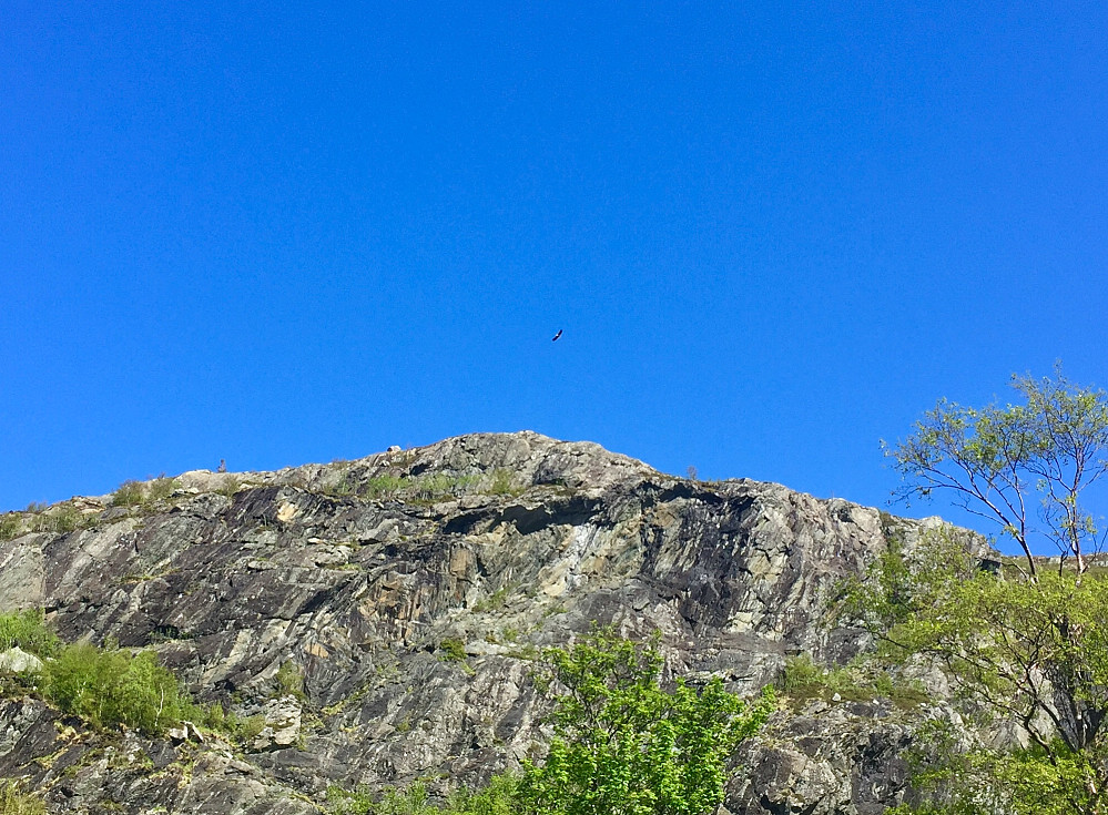 Ei flott og svær ørn som krinset over fjellveggen vel og lenge