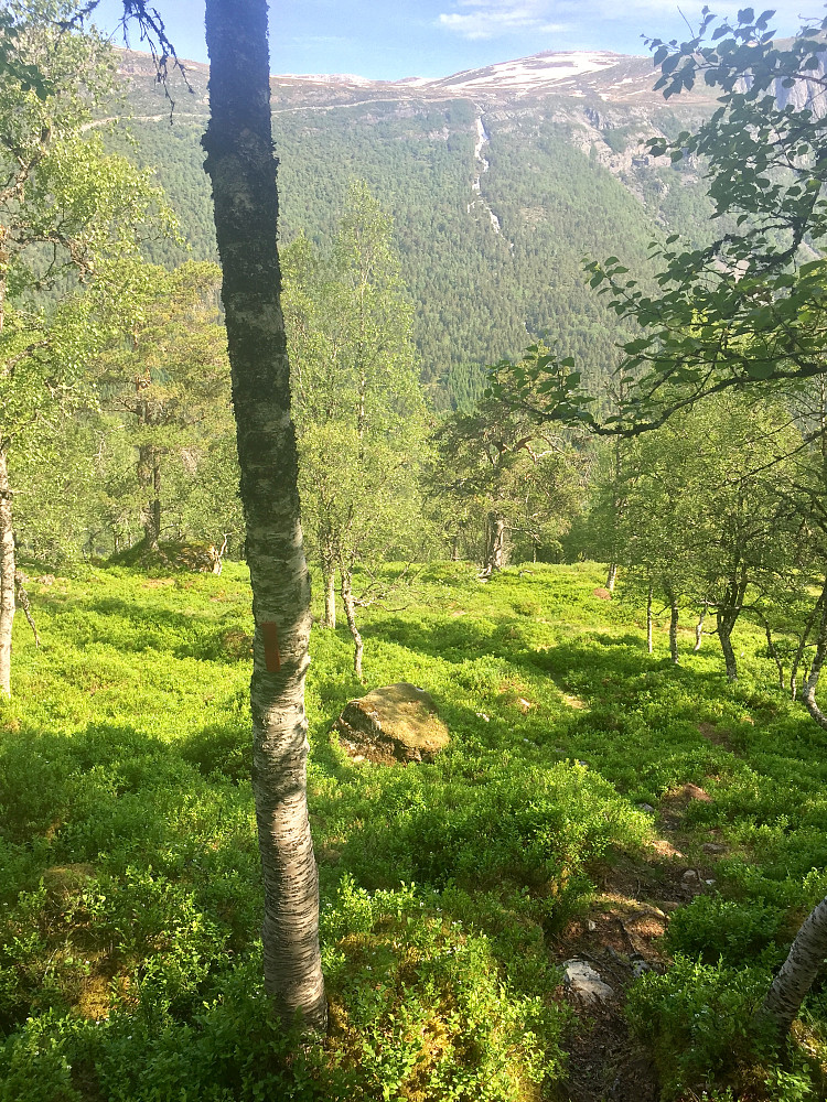Fin sti oppover skogen