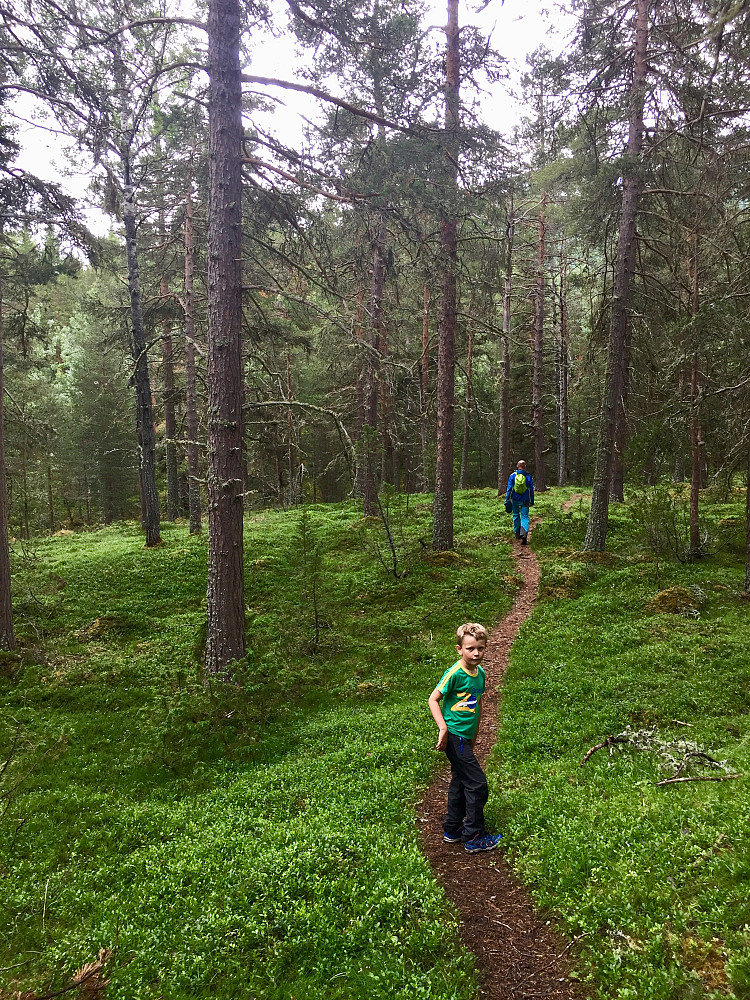 Fine skogsstier