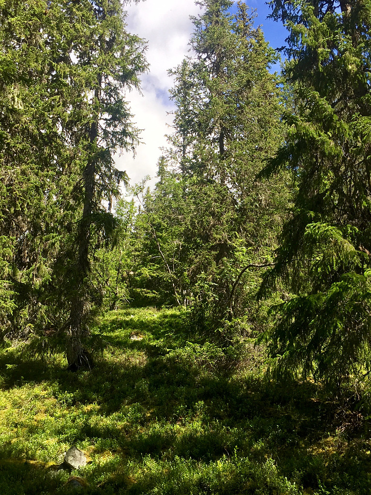 Gammel granskog oppover ganske langt, men greit fremkommelig