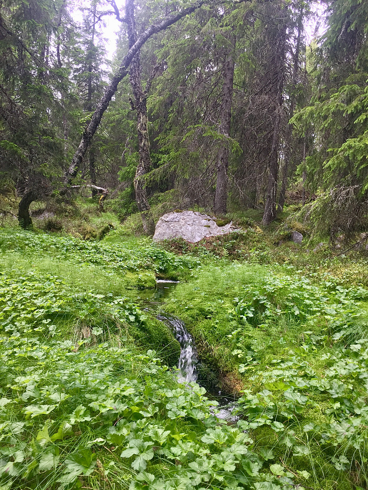 Liten idyllisk drikkestasjon