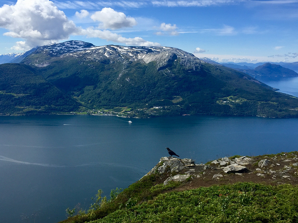 En svært folkevant og nærgående ravn