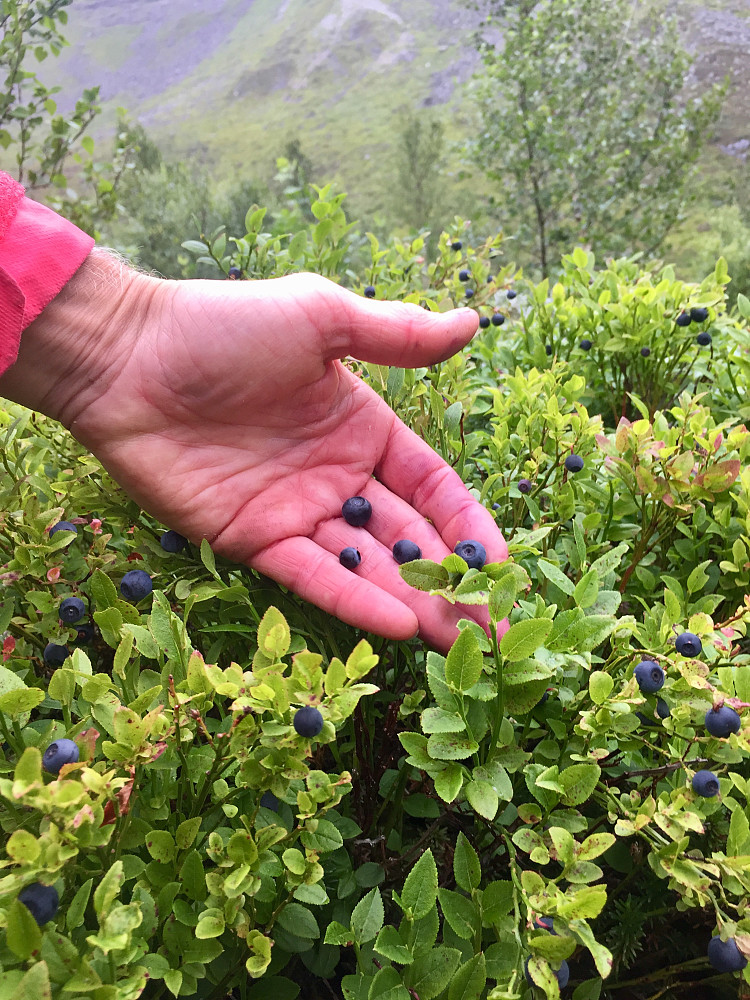 Vanskelig å gå forbi så utrolige mye deilige blåbær  - må bare hive innpå !!!