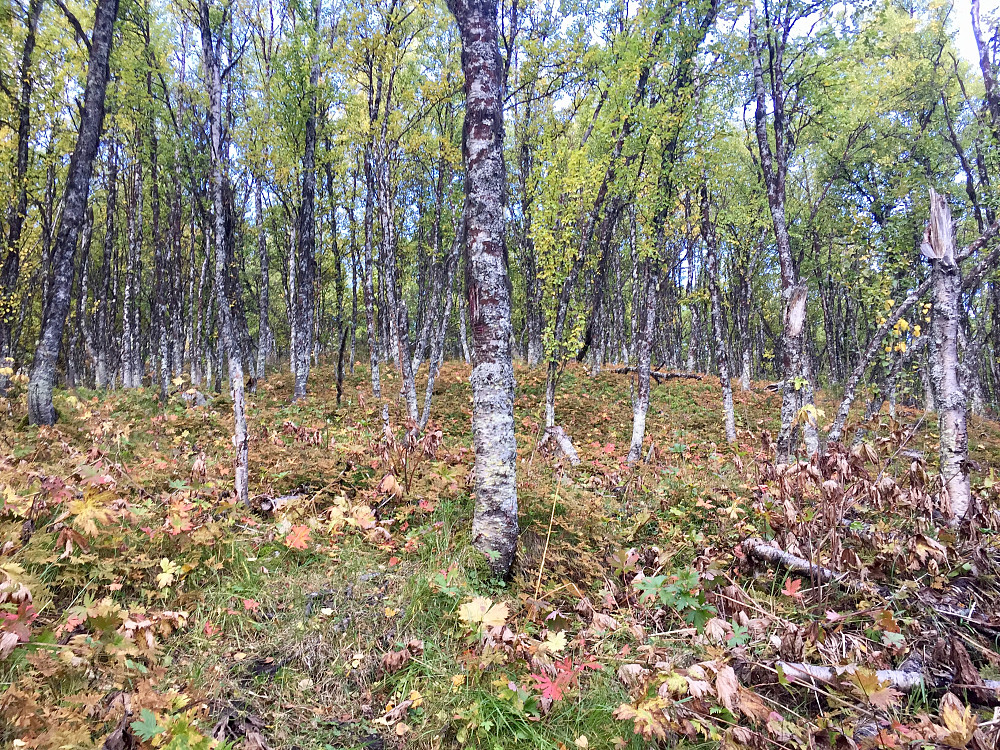 Fint å gå oppover i skogen i sin høstprakt