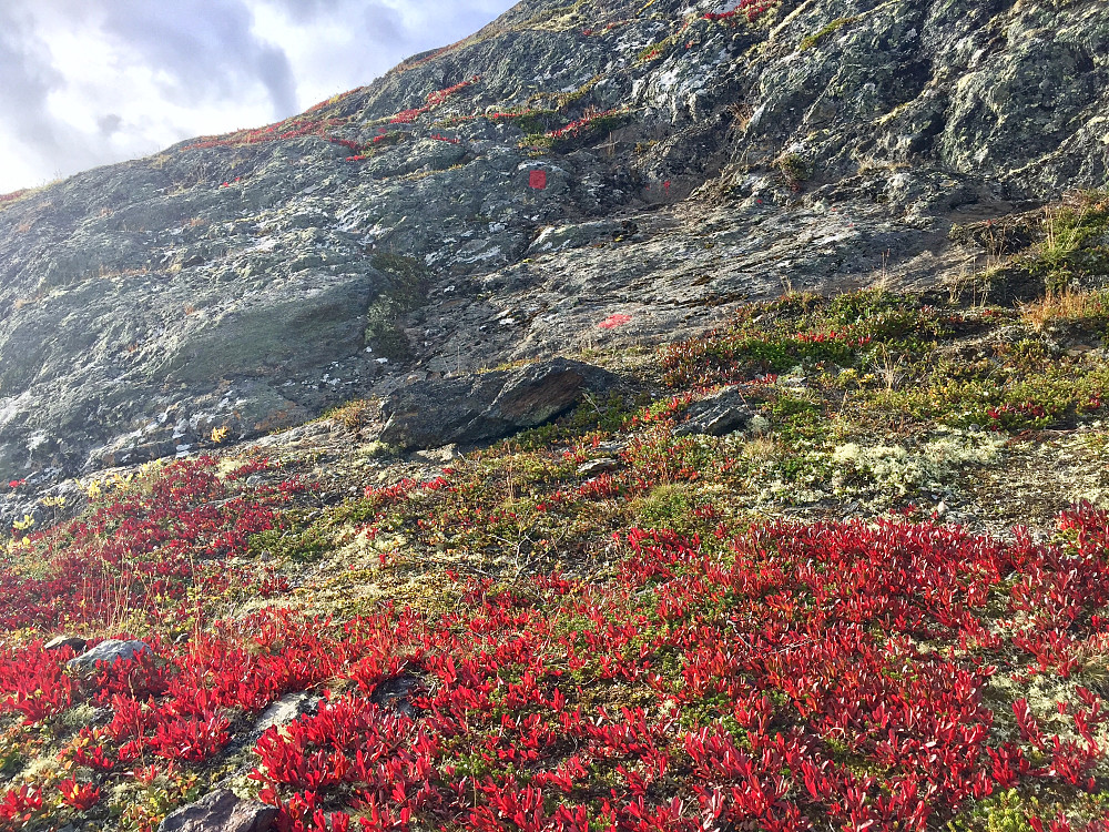 Noen har løpt løpsk med malingsspannet, men det kunne ikke målenheter med den vakre rødfargen på rypebærlyngen